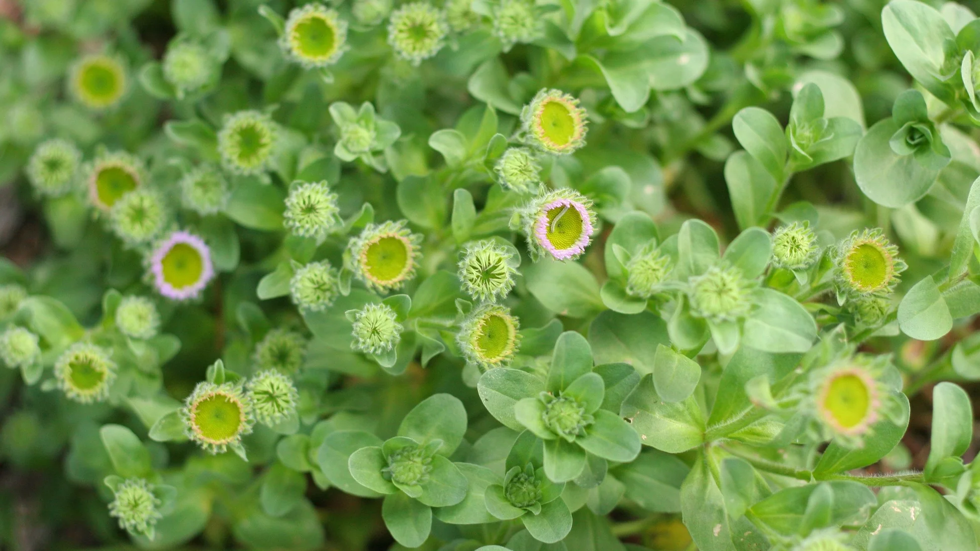 Style Your Garden for Nature