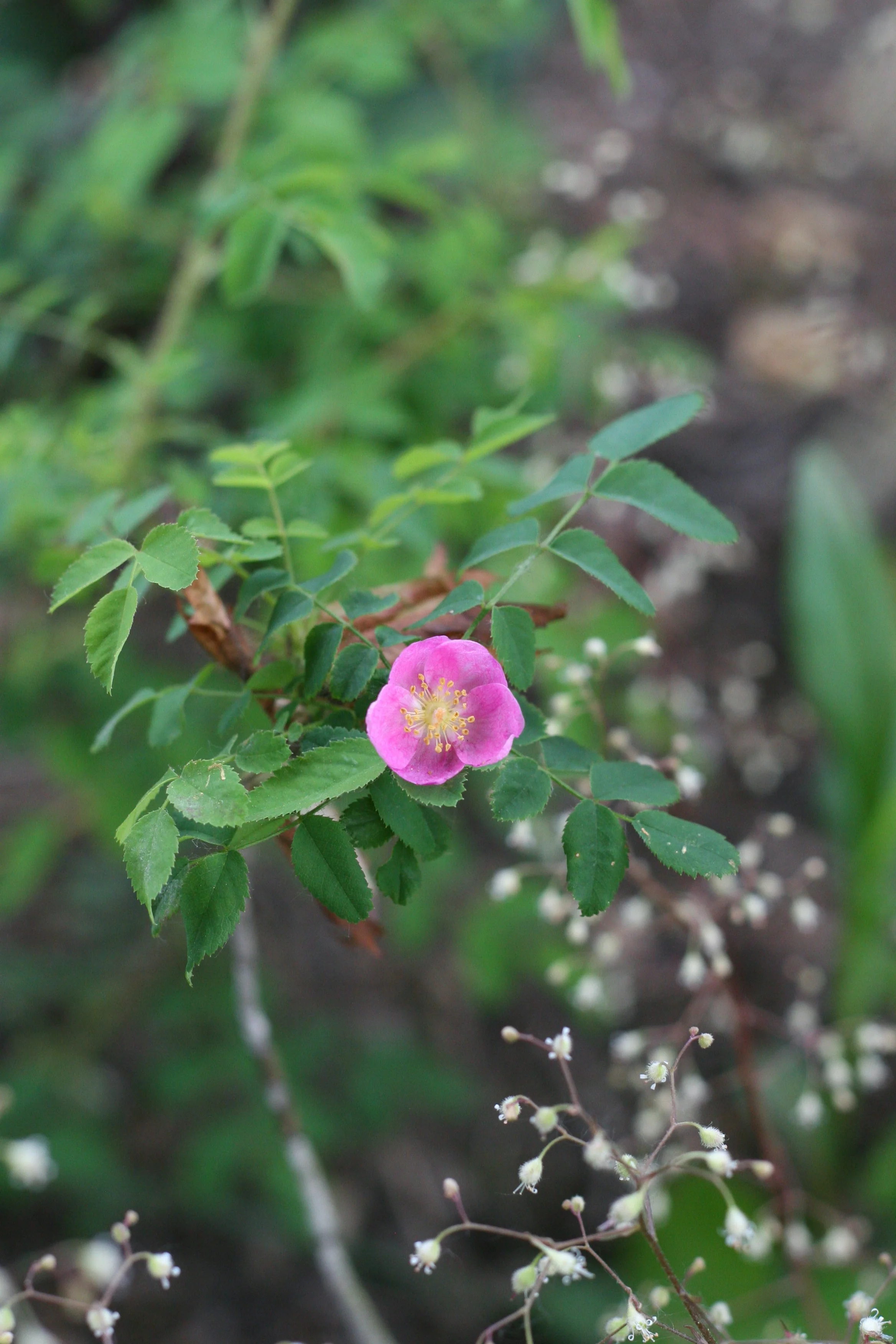 Baldhip Rose - Image 2