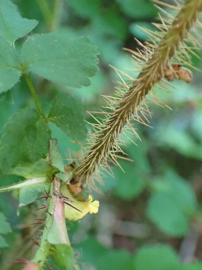 Baldhip Rose - Image 3