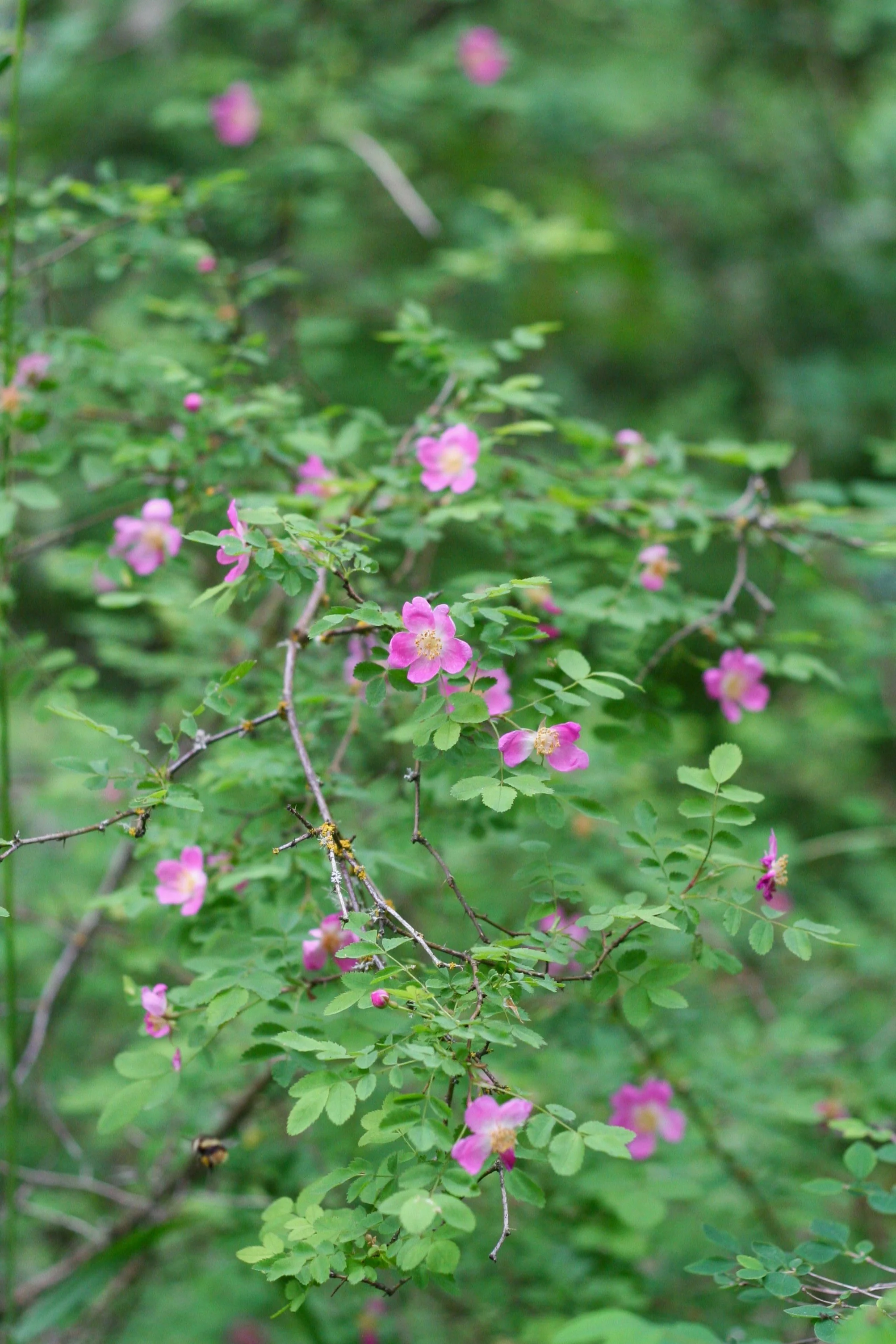 Baldhip Rose - Image 5