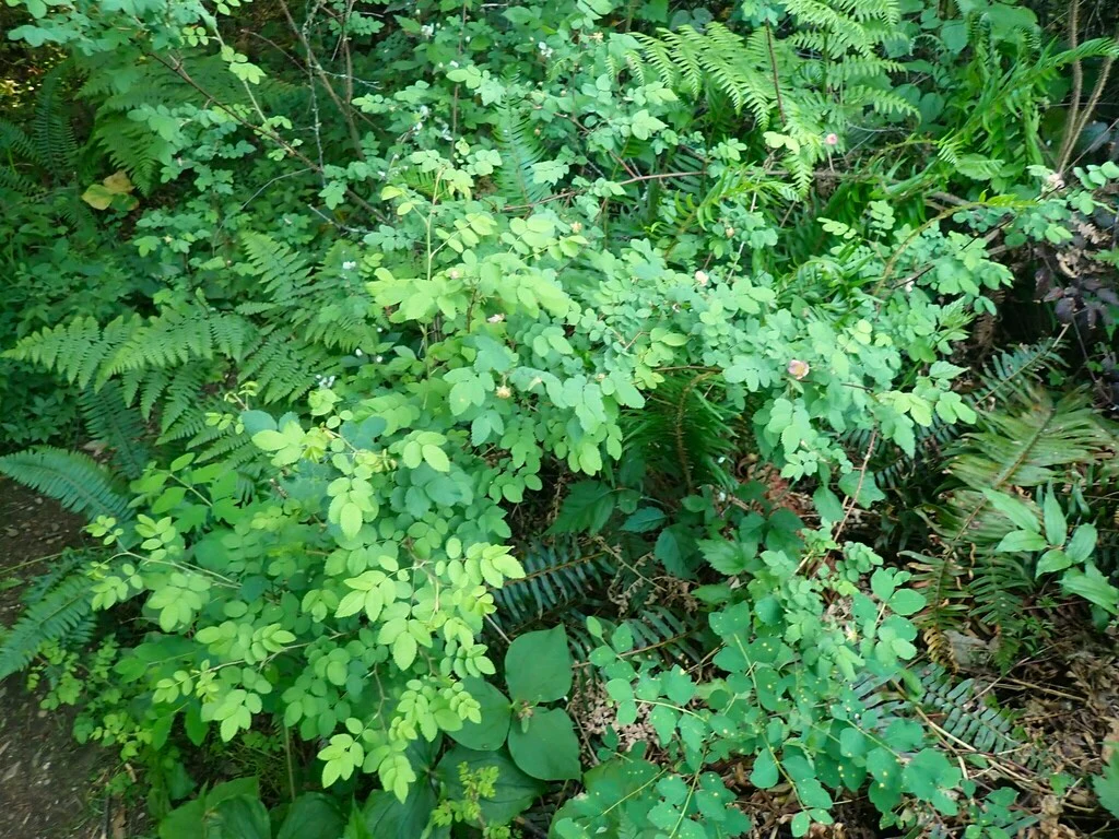 Baldhip Rose - Image 6