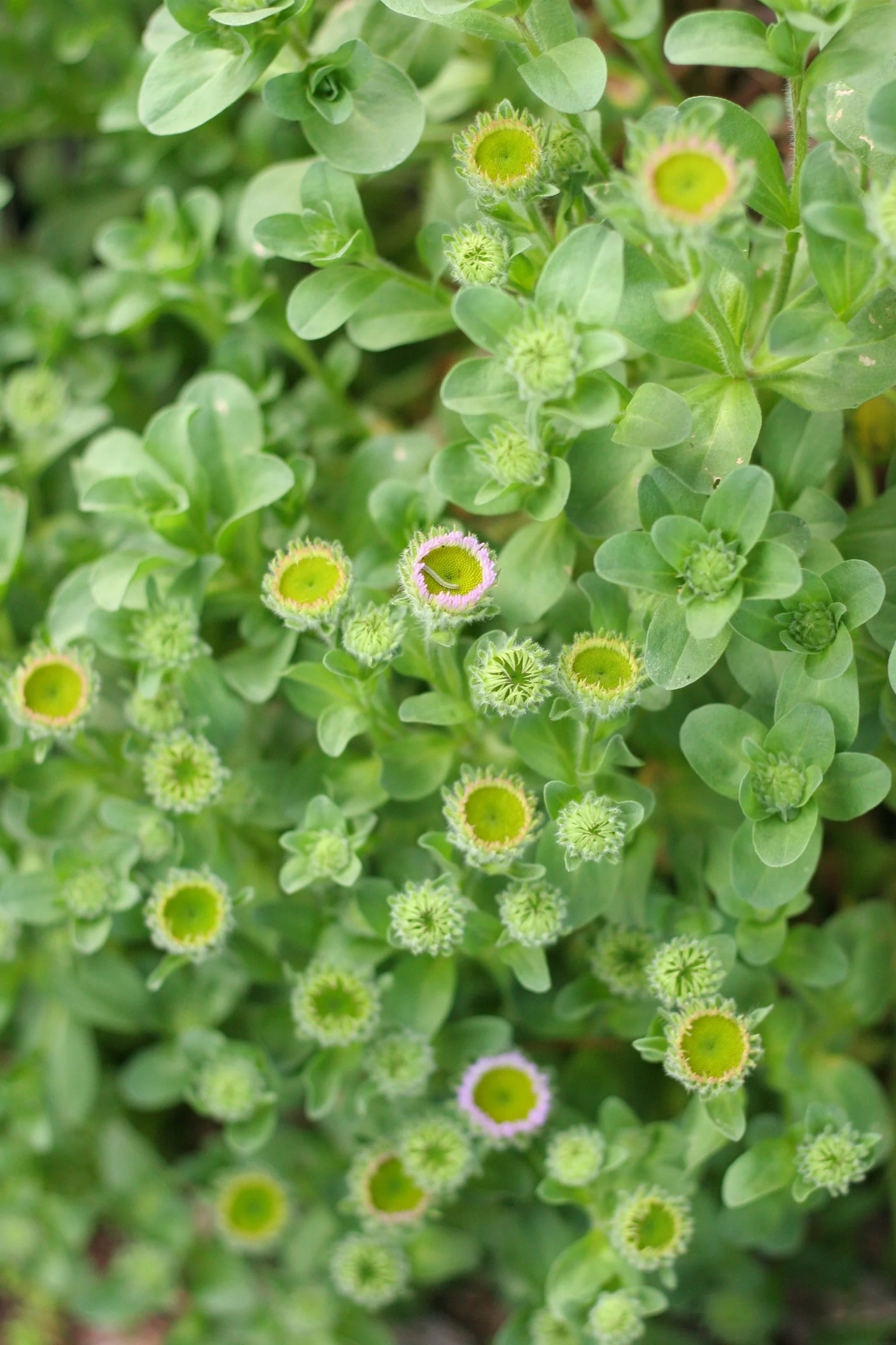 Beach Daisy - Image 3