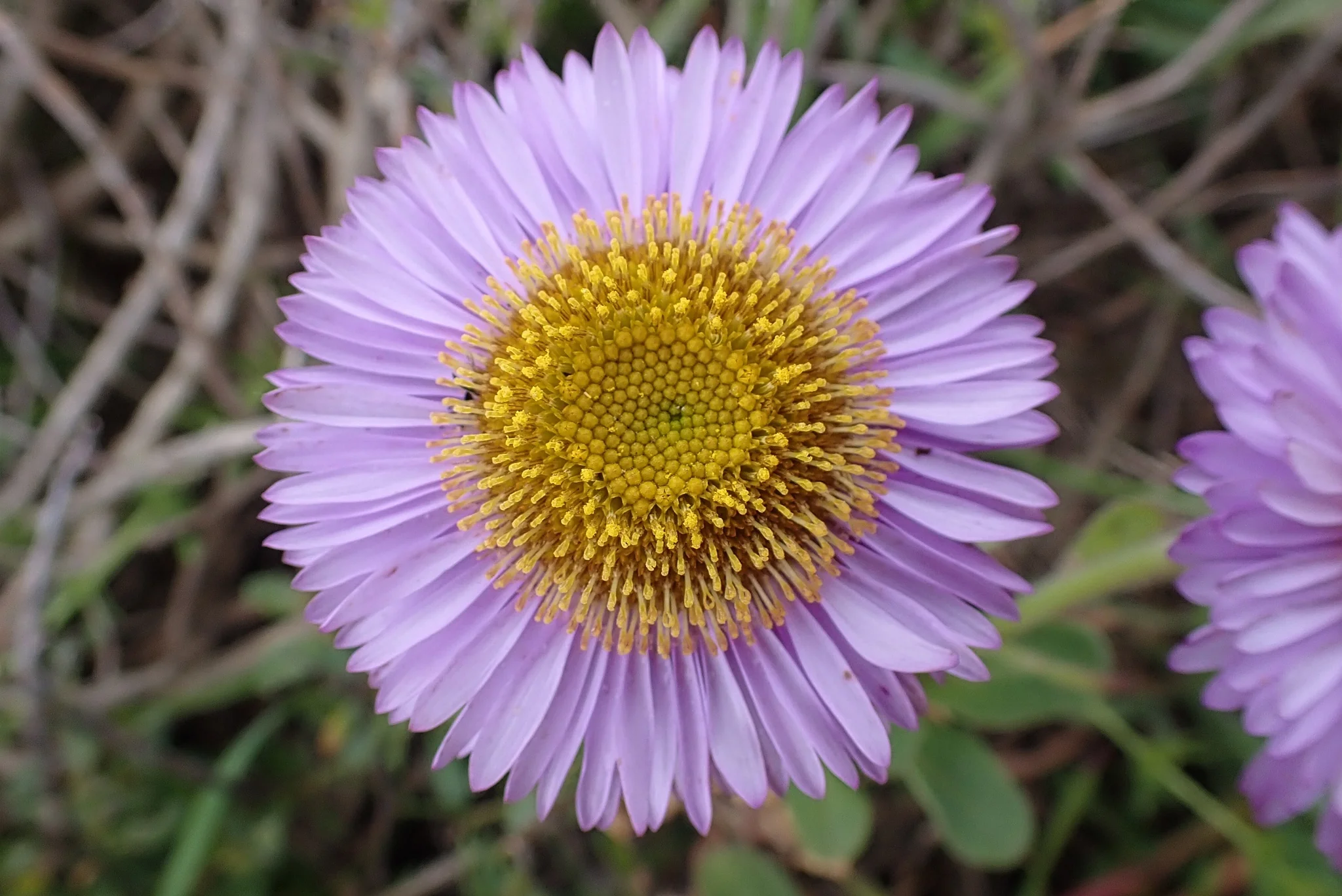 Beach Daisy - Image 4