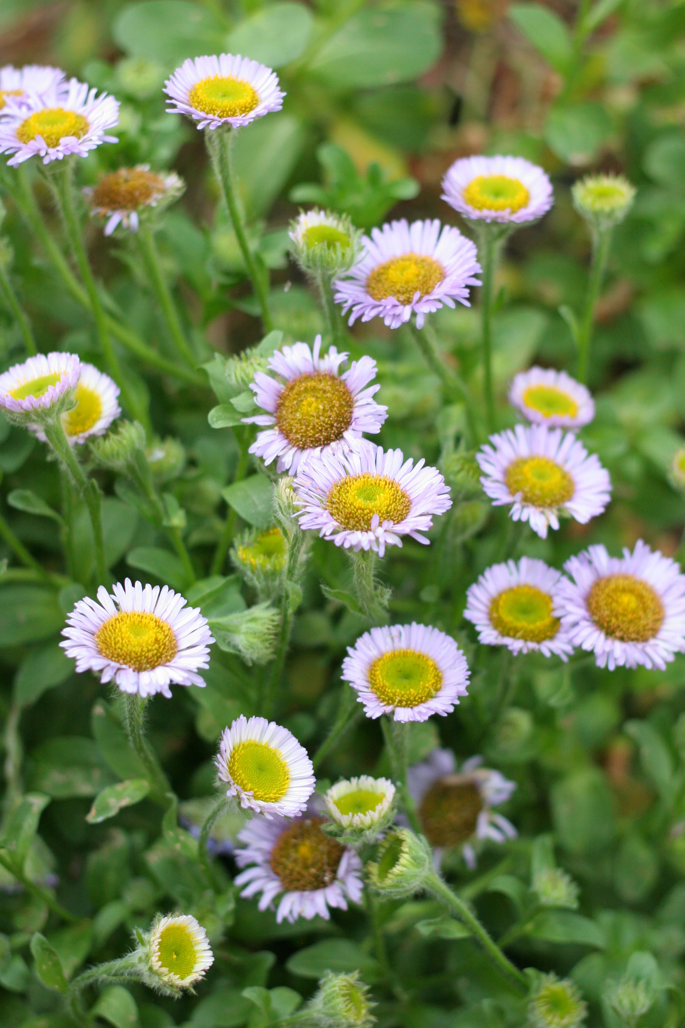 Beach Daisy - Image 5
