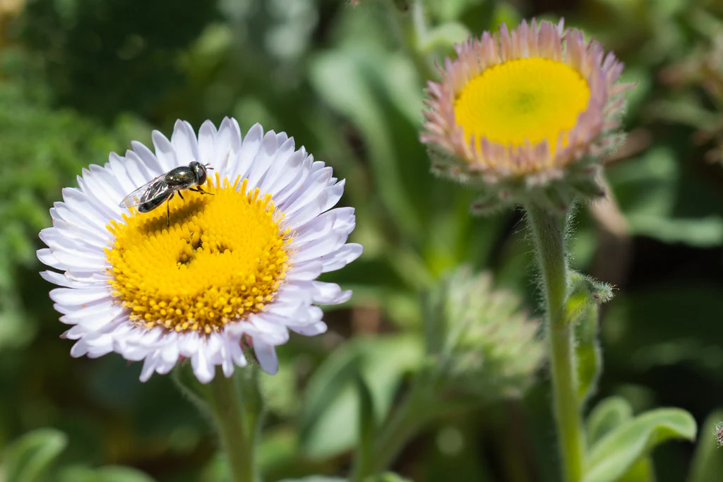 Beach Daisy - Image 6