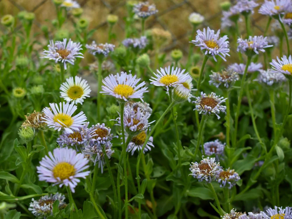 Beach Daisy - Image 7