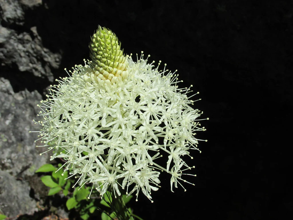 Bear Grass - Image 2