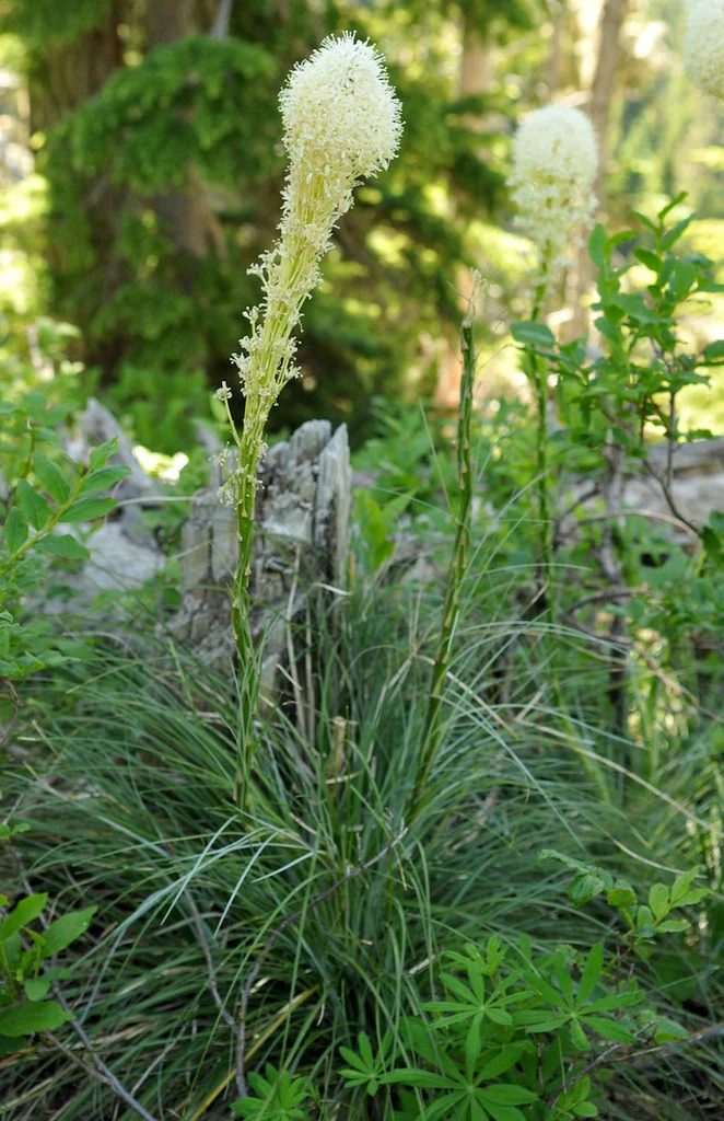 Bear Grass - Image 3