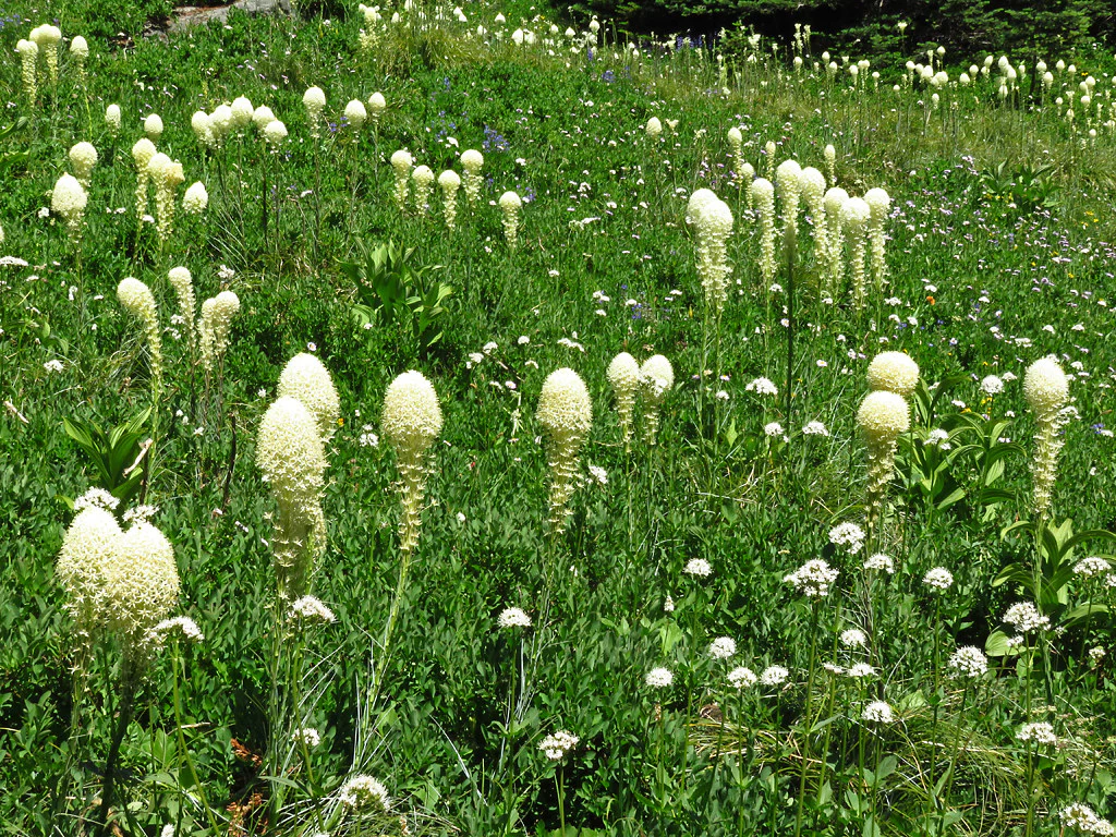 Bear Grass - Image 4