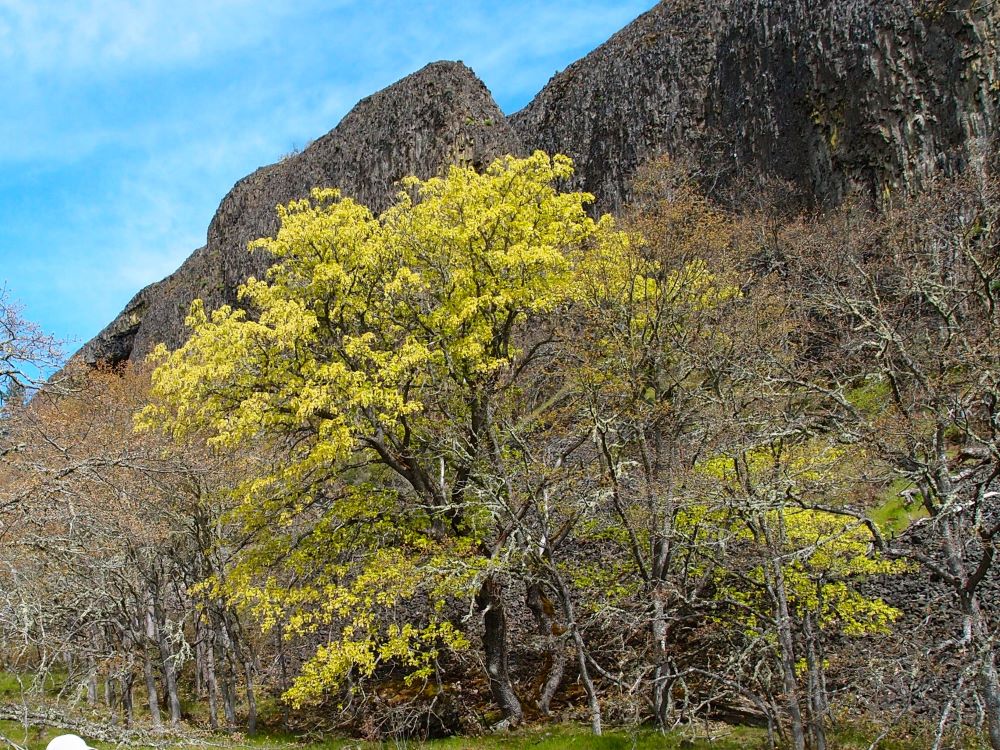 Big Leaf Maple - Image 2