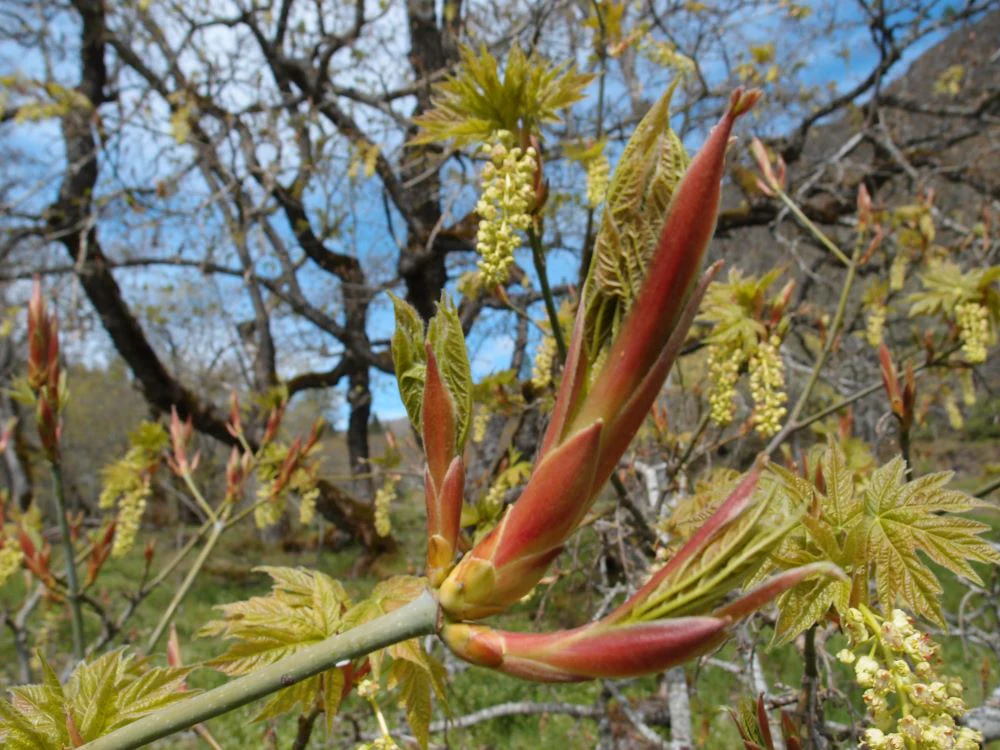 Big Leaf Maple - Image 3