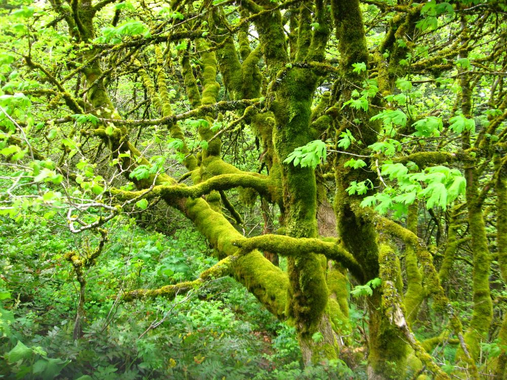 Big Leaf Maple - Image 5