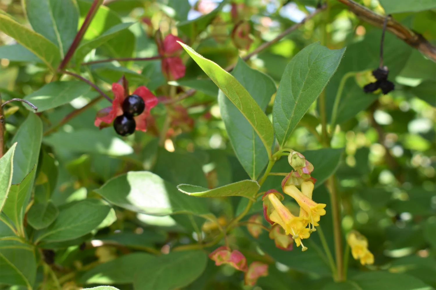 Black Twinberry - Image 4