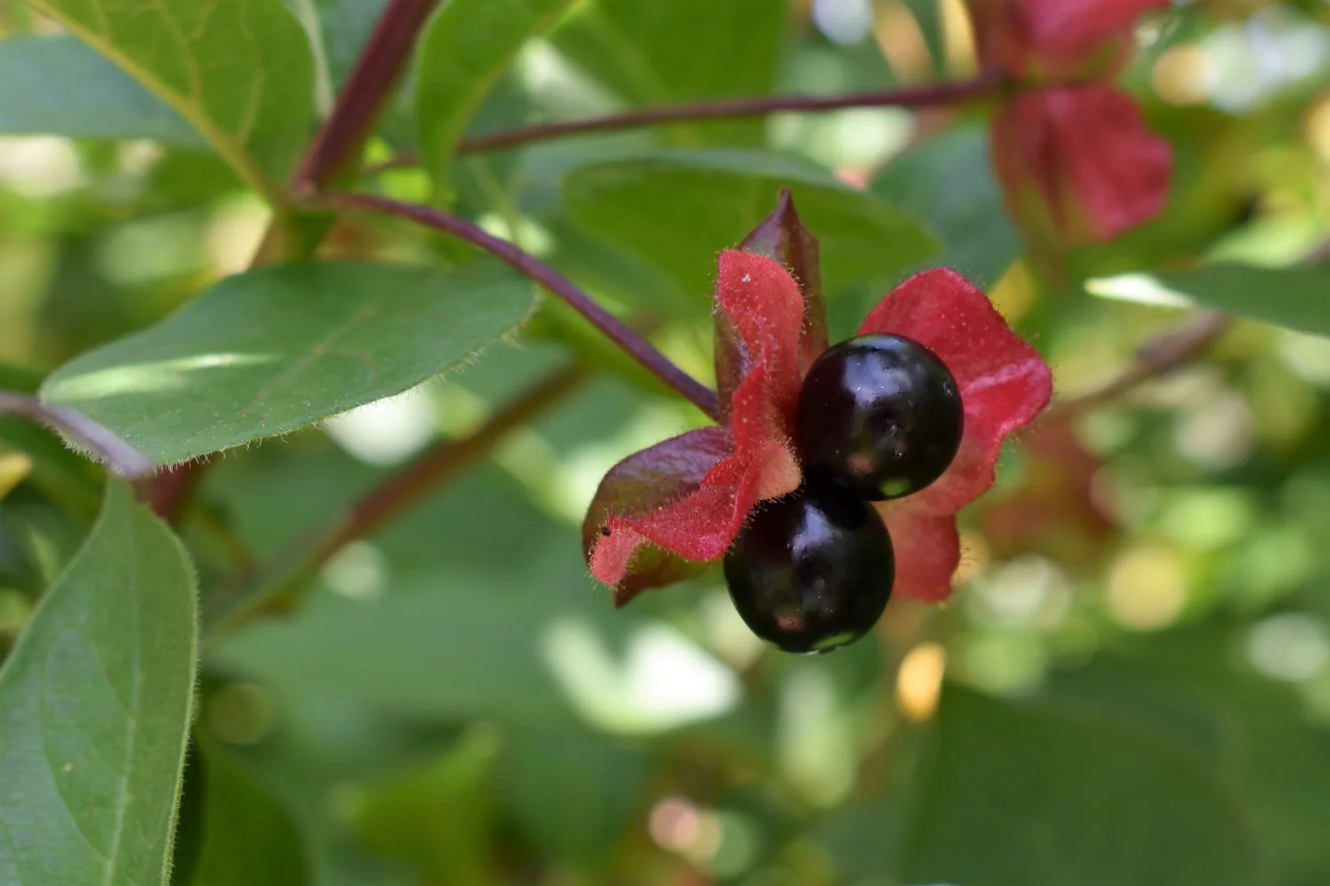 Black Twinberry - Image 5