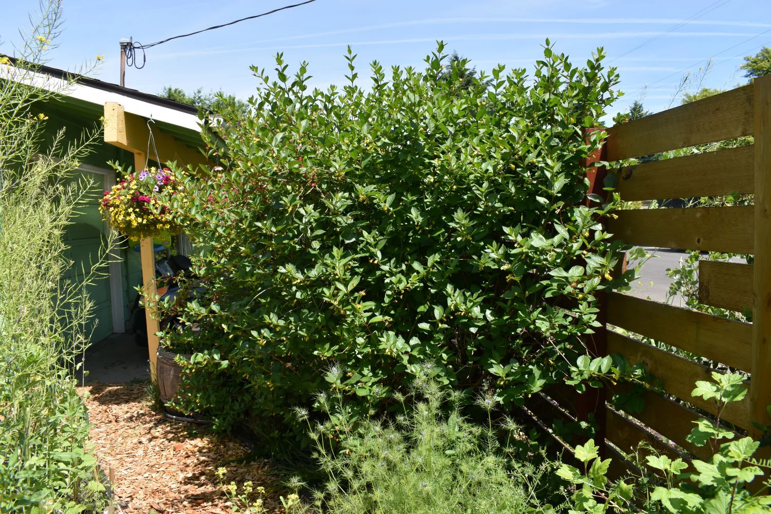Black Twinberry - Image 7