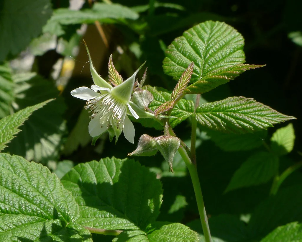 Blackcap Raspberry - Image 2
