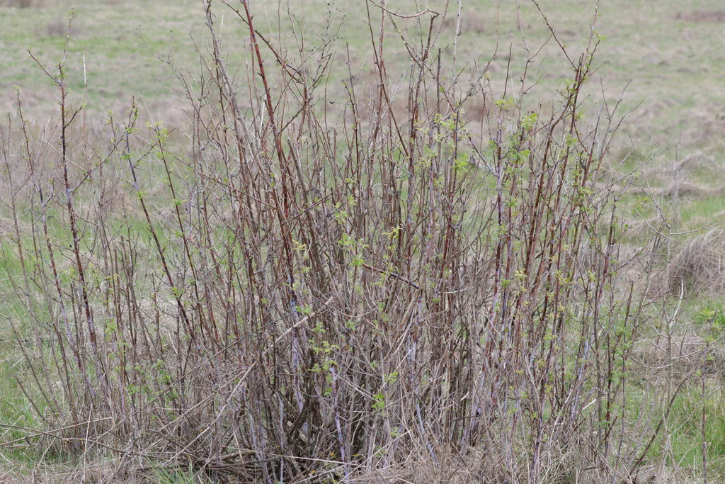 Blackcap Raspberry - Image 5