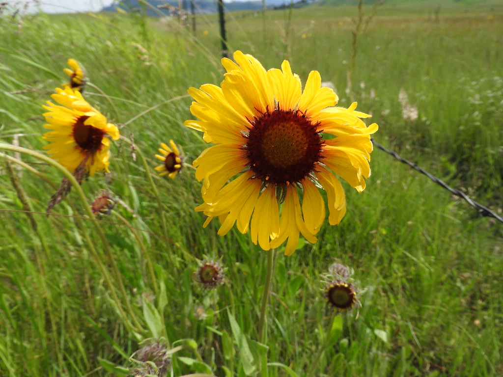 Blanketflower - Image 2