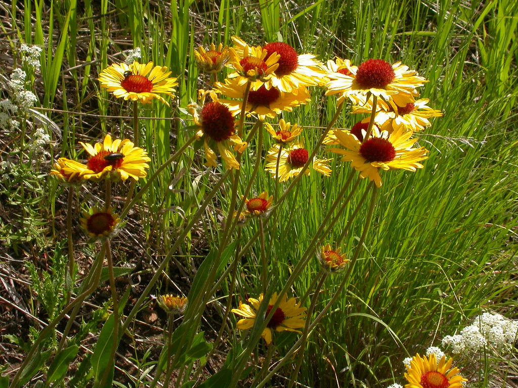 Blanketflower - Image 3