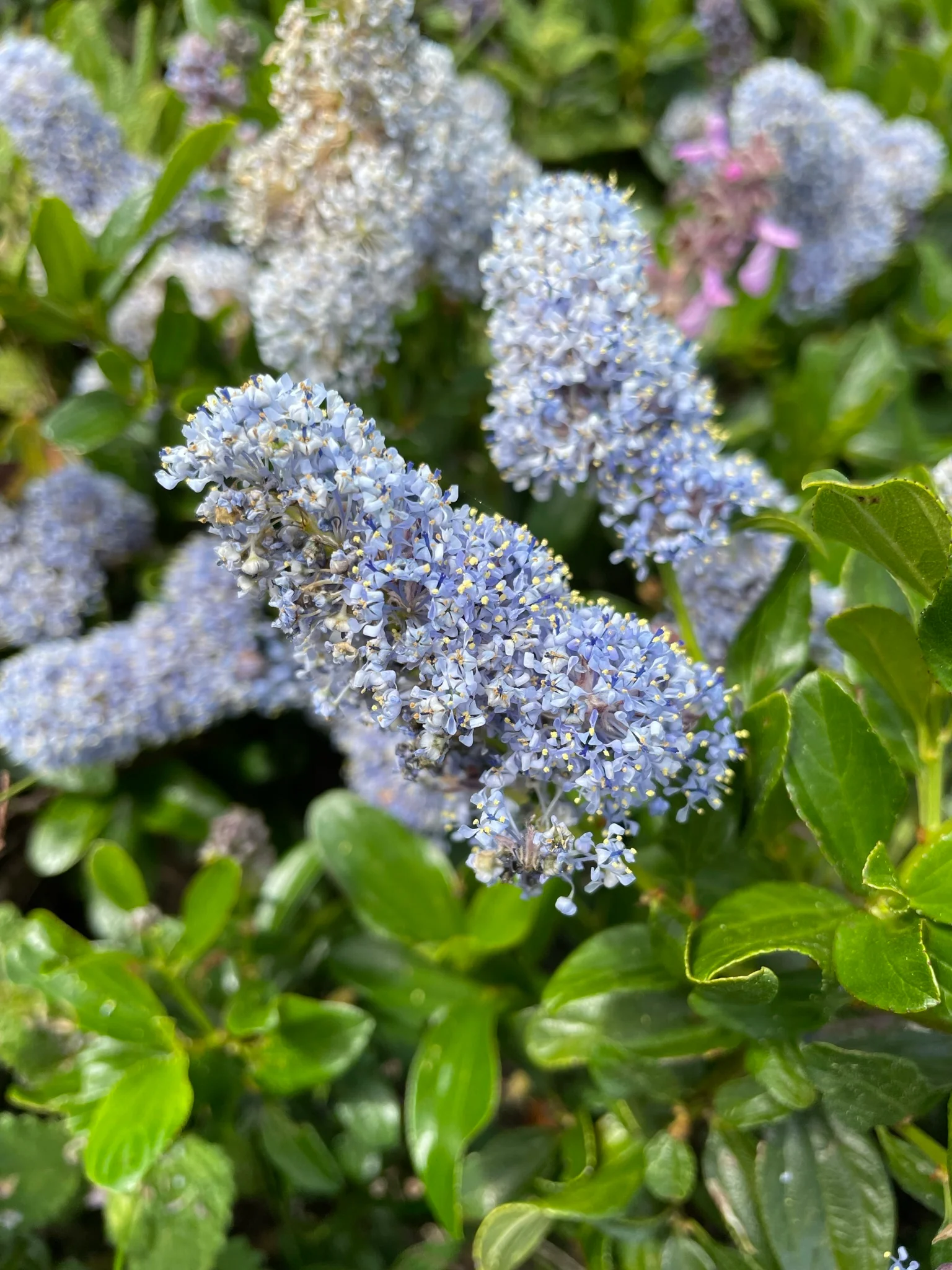 Blue Blossom Ceanothus - Image 2