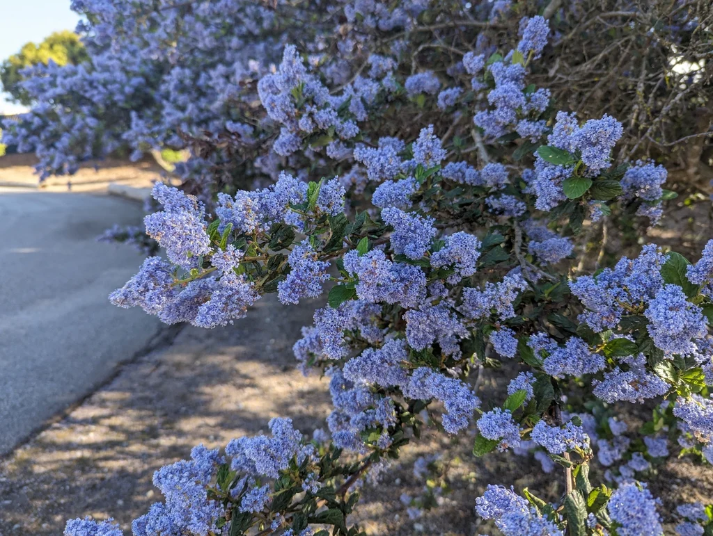 Blue Blossom Ceanothus - Image 3