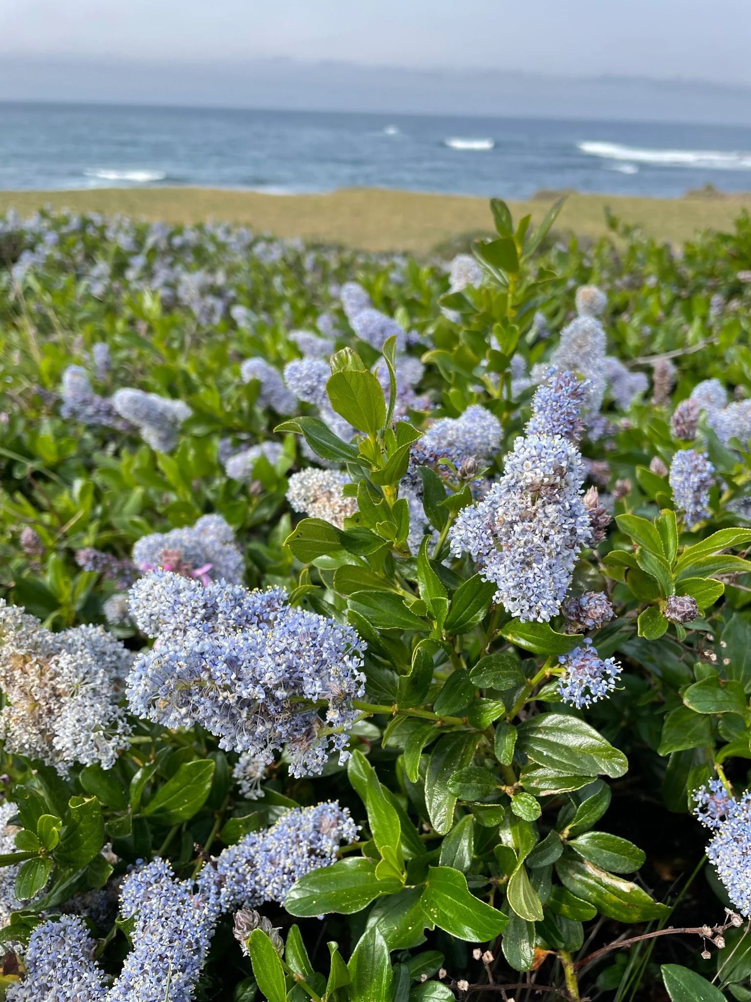 Blue Blossom Ceanothus - Image 4