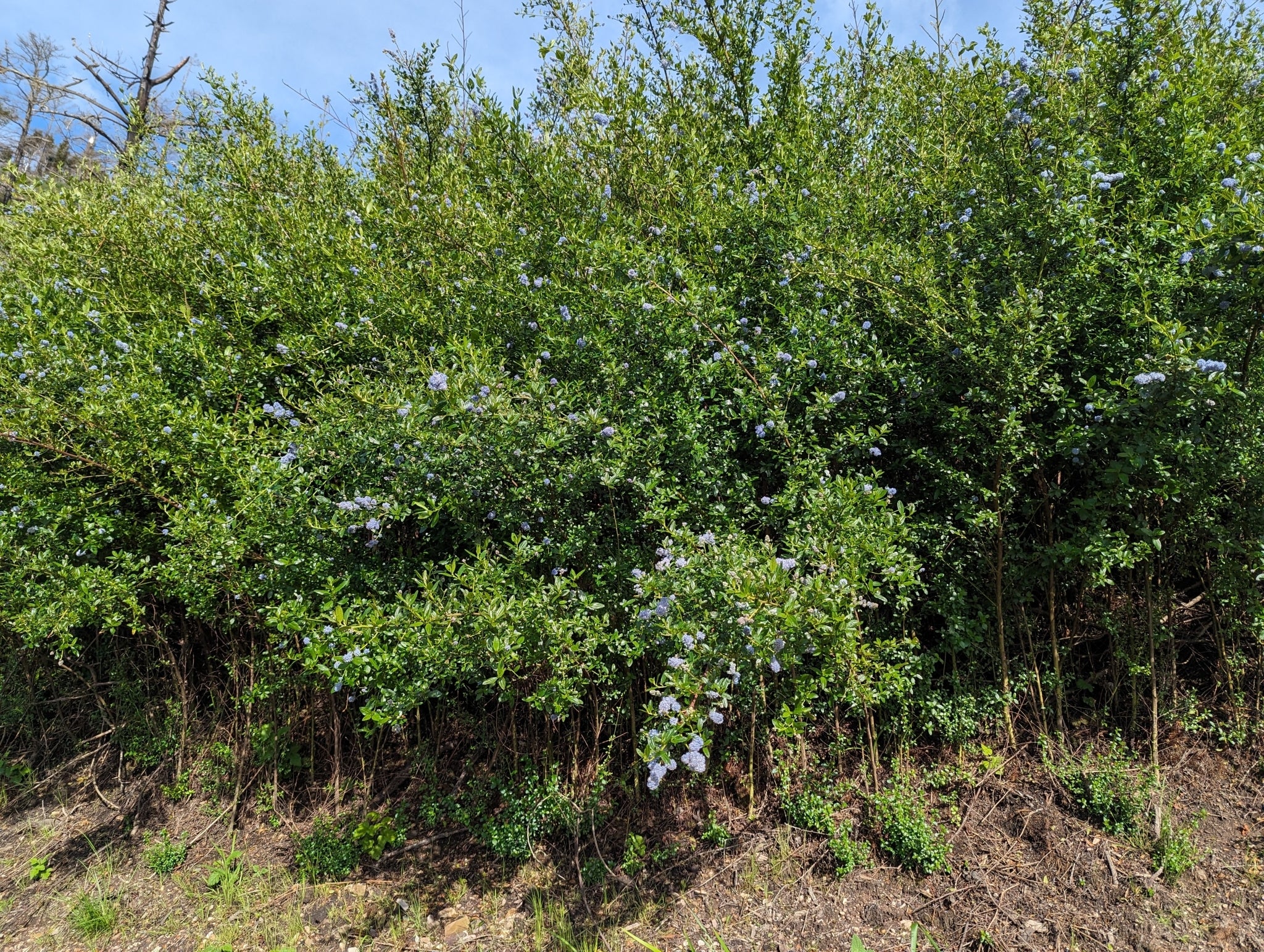 Blue Blossom Ceanothus - Image 5