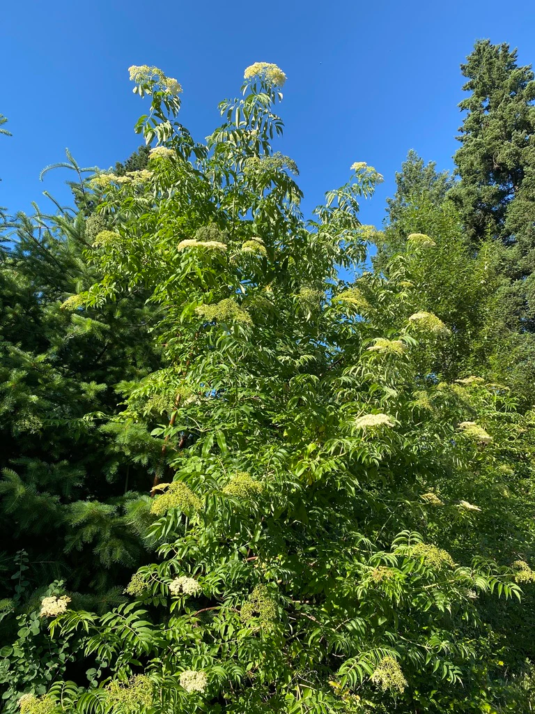 Blue Elderberry - Image 3