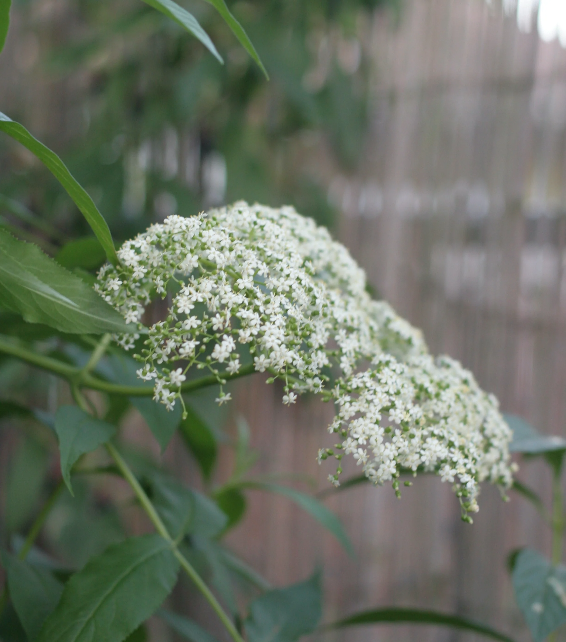Blue Elderberry - Image 4