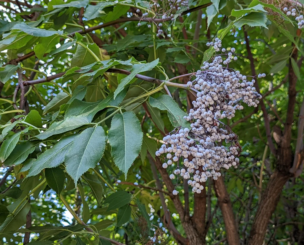 Blue Elderberry - Image 5