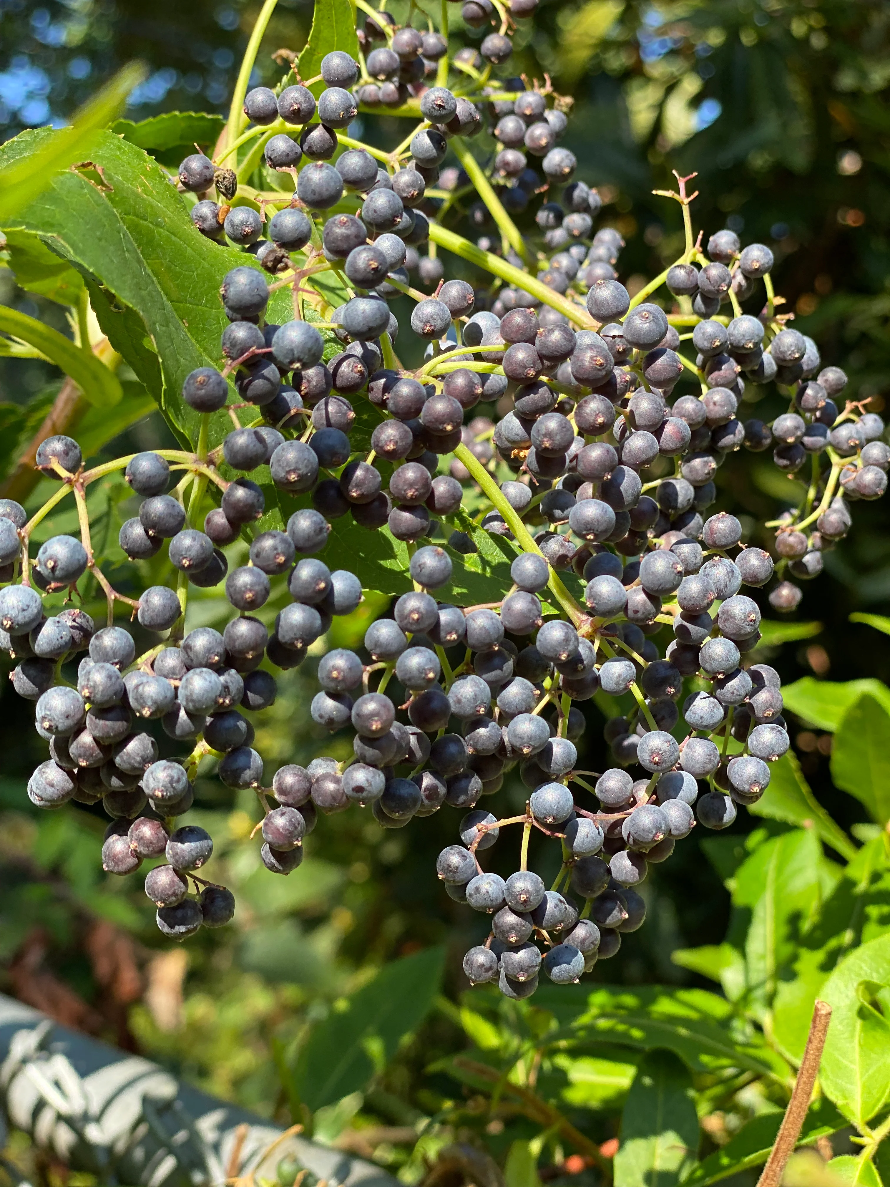 Blue Elderberry - Image 6