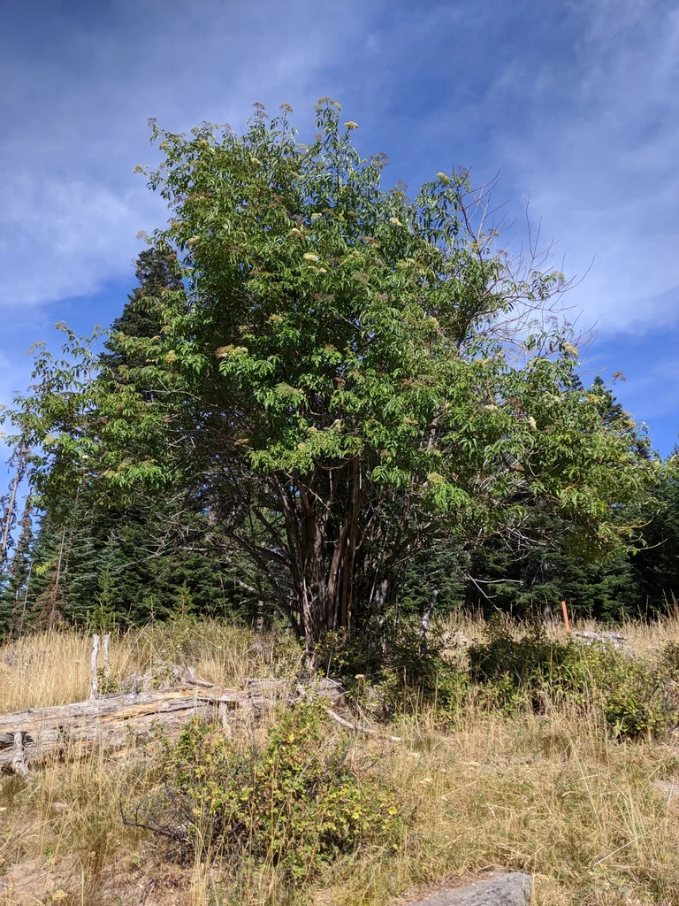 Blue Elderberry - Image 7