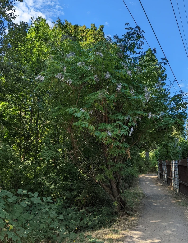 Blue Elderberry - Image 8