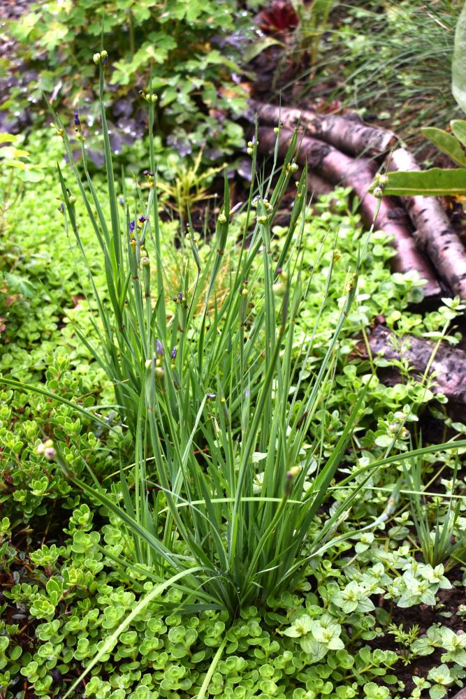 Blue-eyed Grass - Image 3
