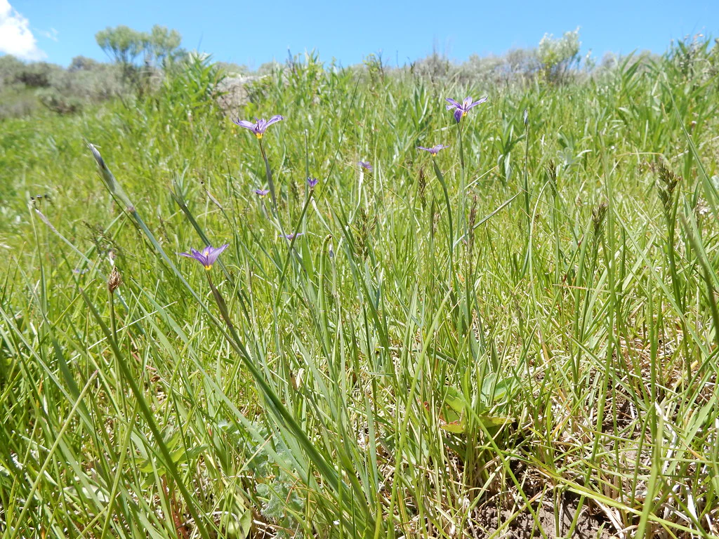Blue-eyed Grass - Image 4