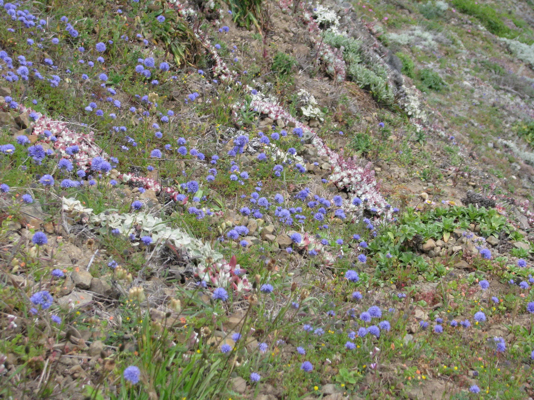 Blue Gilia (Seeds) - Image 3