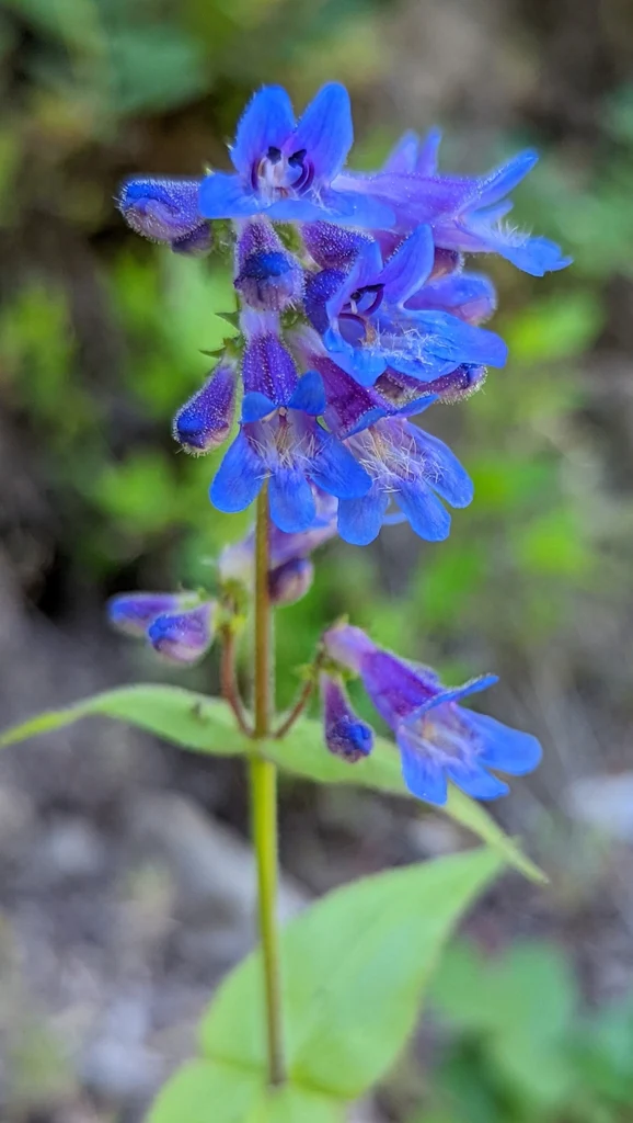 Broad-leaved Penstemon - Image 2