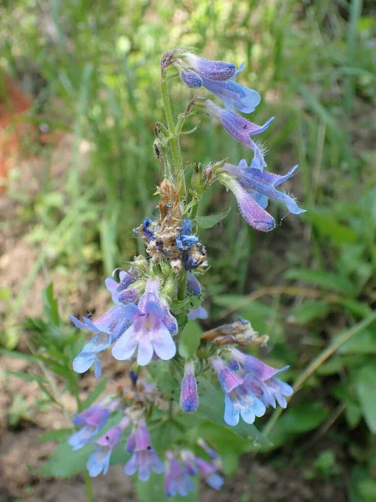Broad-leaved Penstemon - Image 3