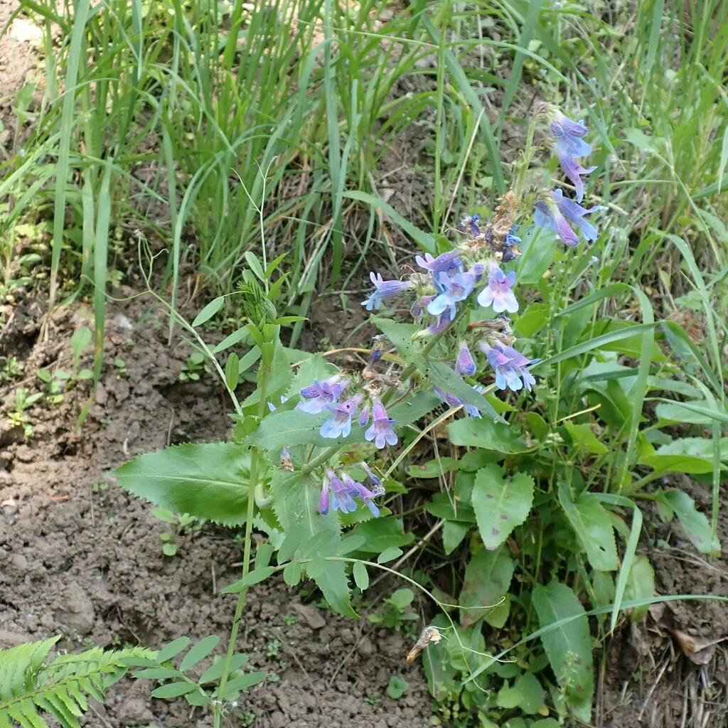 Broad-leaved Penstemon - Image 4