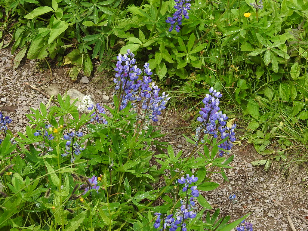 Broadleaf Lupine - Image 2