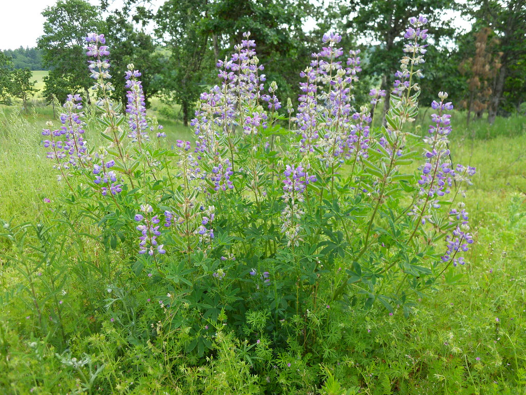 Broadleaf Lupine - Image 3