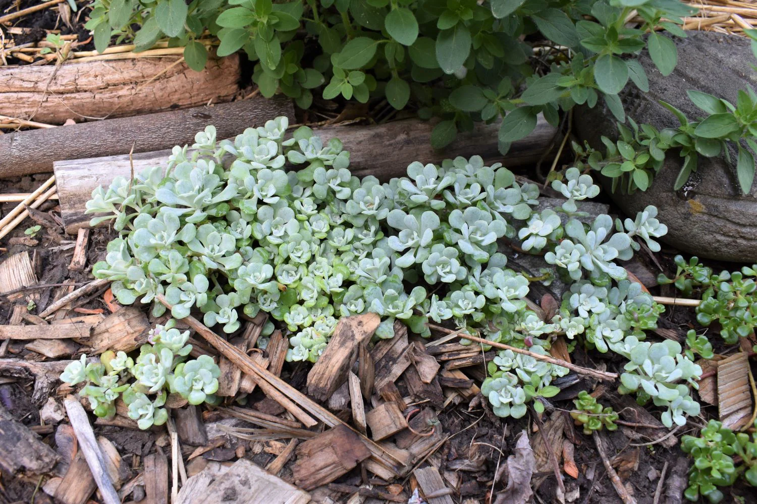 Broadleaf Stonecrop - Image 3