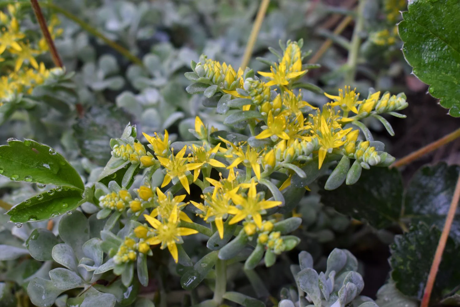 Broadleaf Stonecrop - Image 4