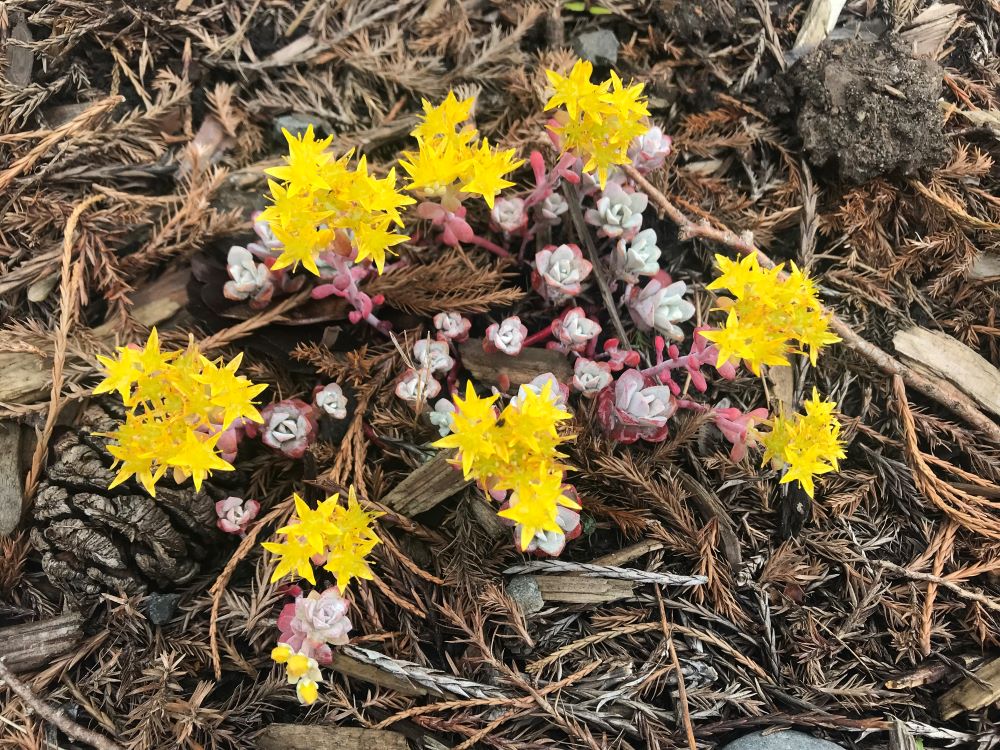 Broadleaf Stonecrop - Image 5