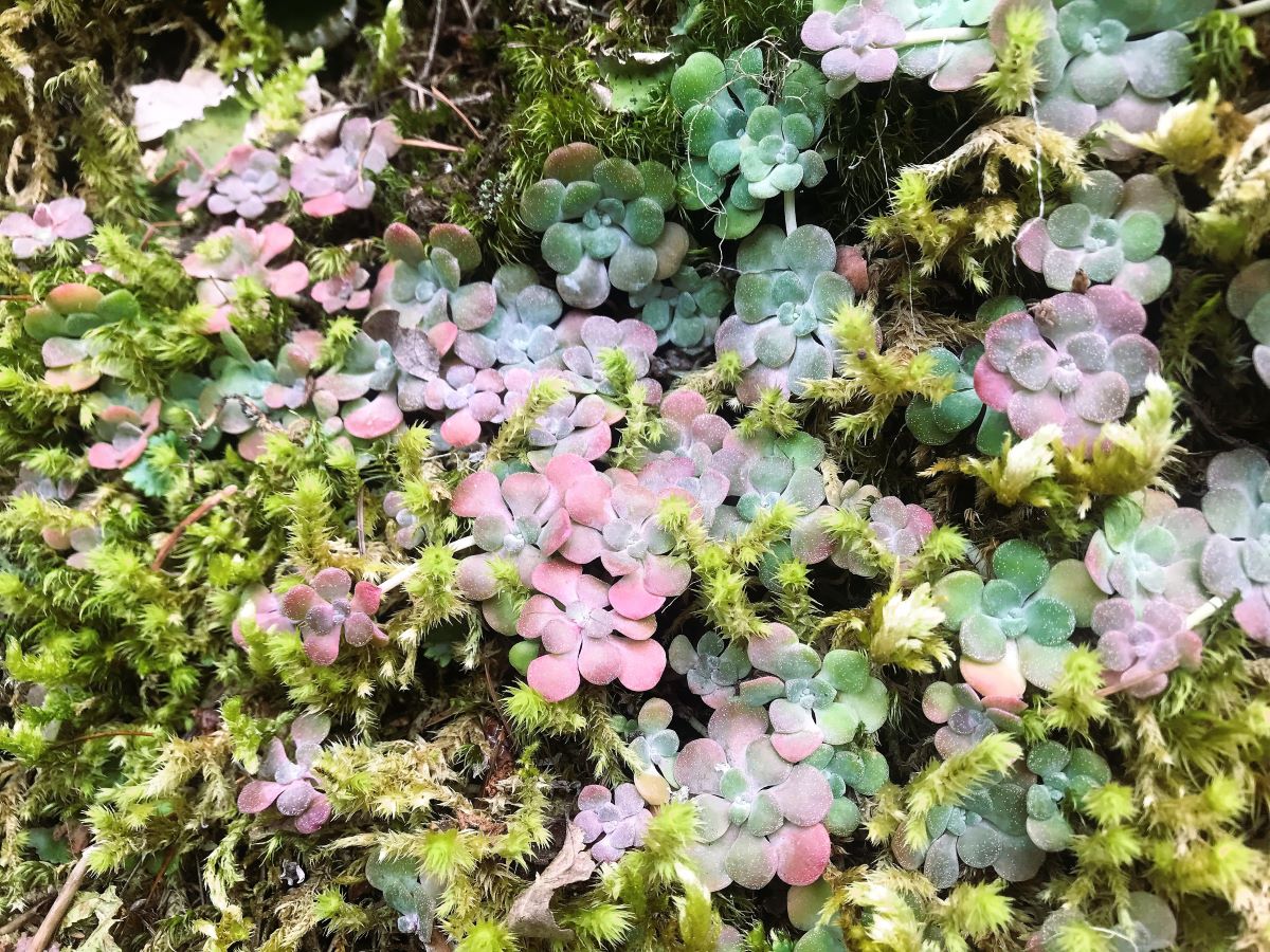 Broadleaf Stonecrop - Image 6