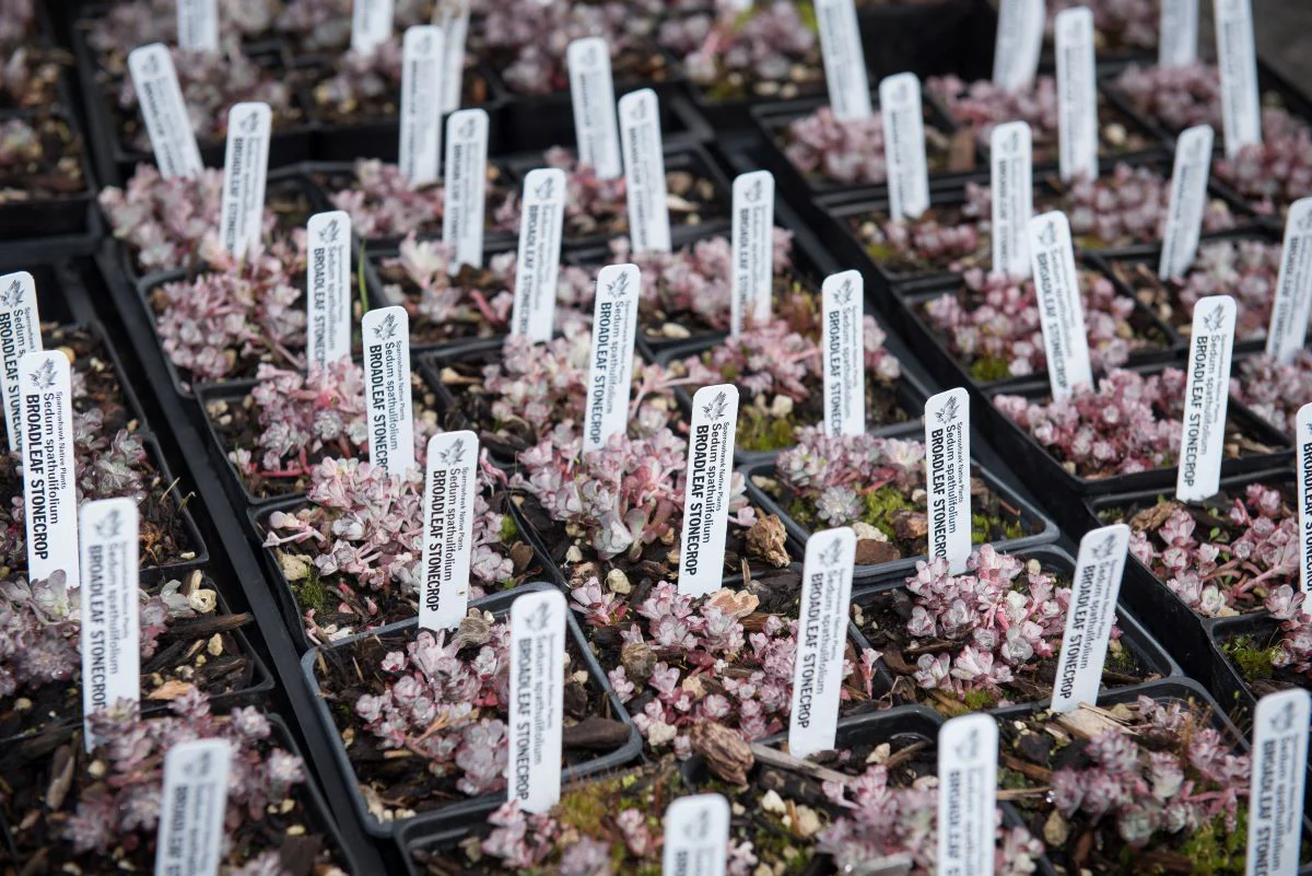 Broadleaf Stonecrop - Image 7
