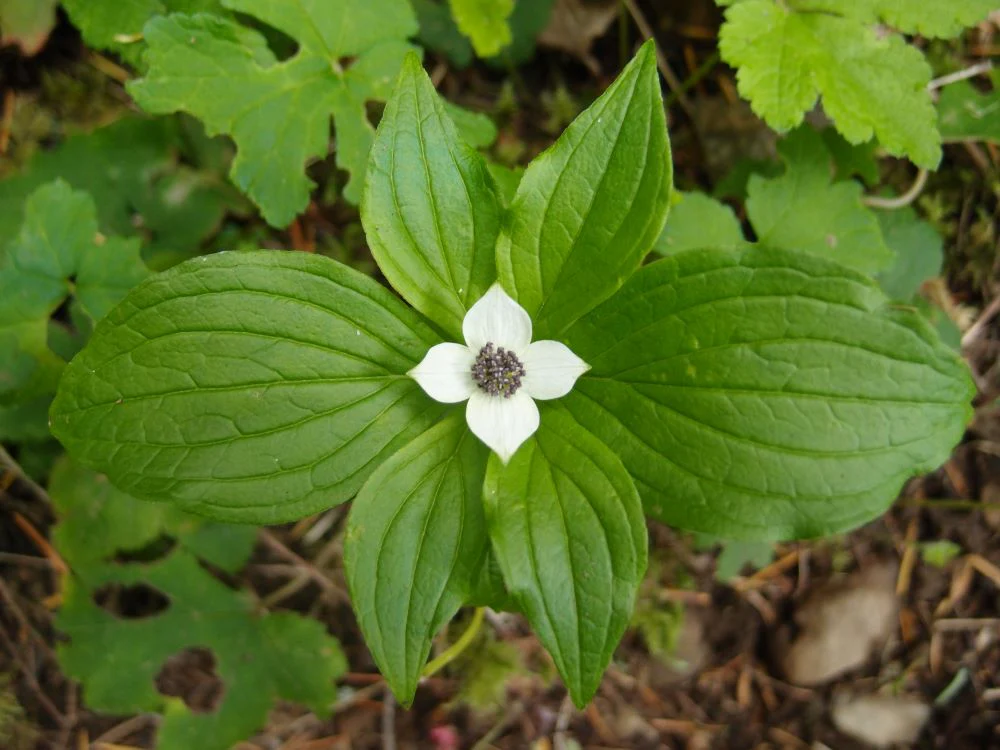 Bunchberry - Image 2