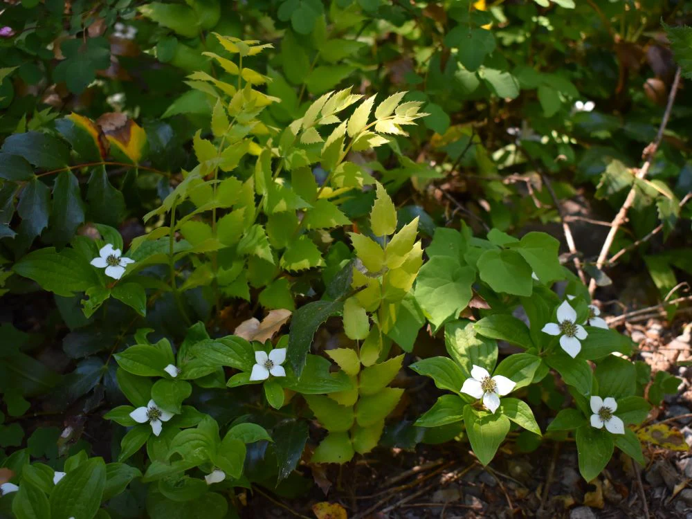 Bunchberry - Image 3