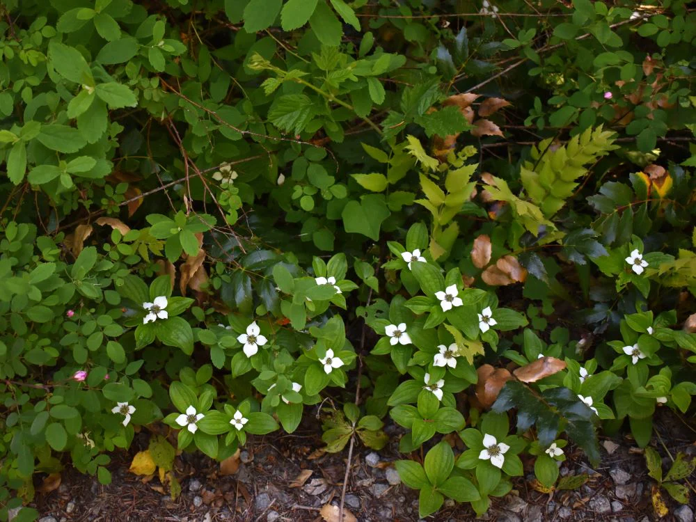 Bunchberry - Image 4
