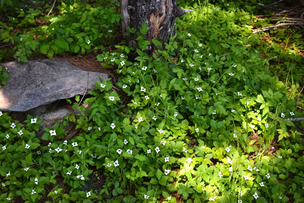 Bunchberry - Image 5